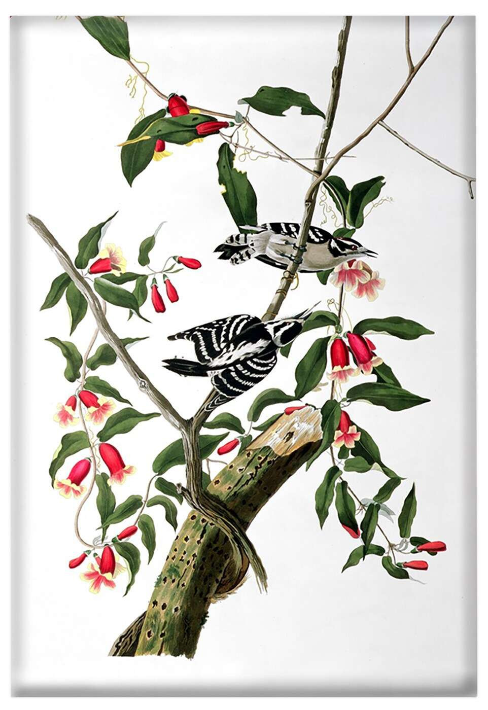 Magnes Downy Woodpecker James Audubon