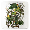 Carolina Parakeet