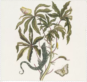 Ściereczka do okularów Cassave Maria Sibylla Merian