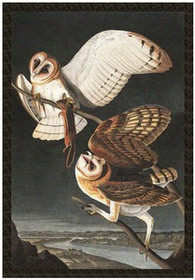 Naszywka Barn Owl, Tyto Alba James Audubon