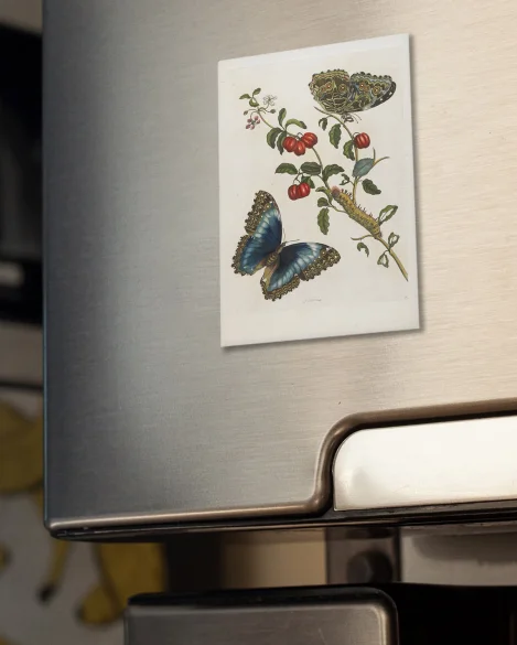 Magnes Great Blue Butterflies and Red Fruits Maria Sibylla Merian