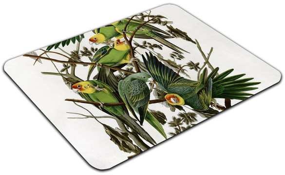 Podkładka Carolina Parakeet James Audubon 60x40cm
