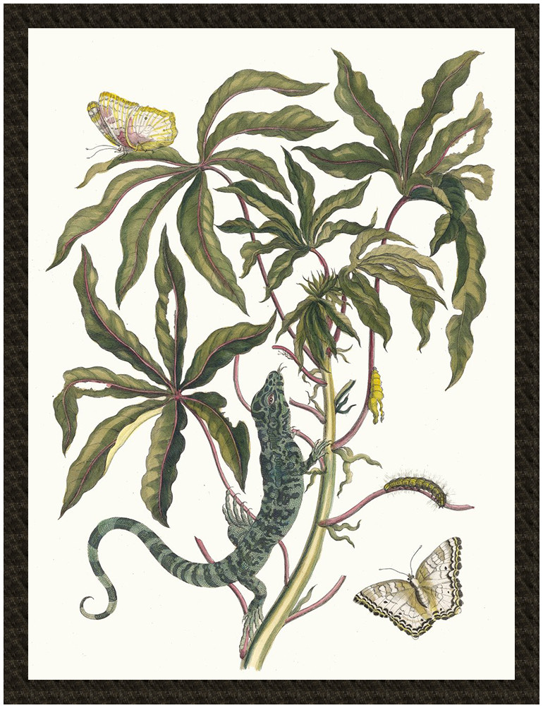 Naszywka Cassave Maria Sibylla Merian