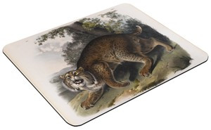 Podkładka Common American Wildcat James Audubon 60x40cm