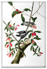 Downy Woodpecker