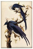 Magnes Magpie Jay James Audubon