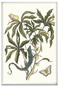 Magnes Cassave Maria Sibylla Merian