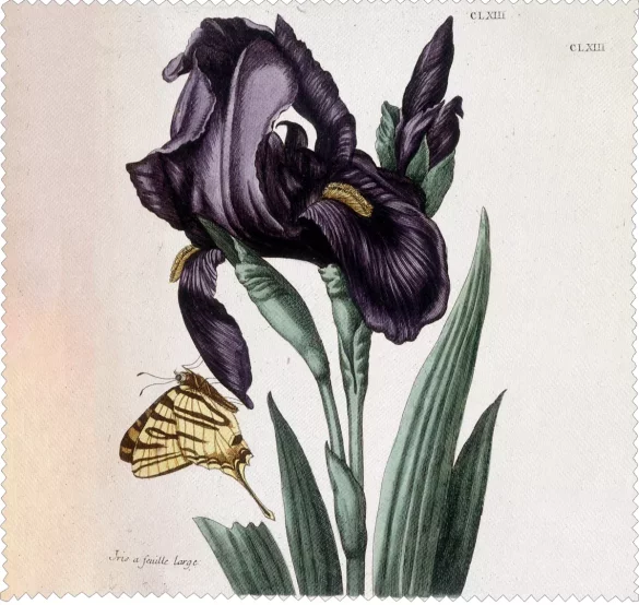 Ściereczka do okularów Irys szerokolistny Maria Sibylla Merian