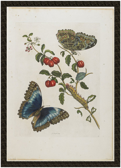 Naszywka Great Blue Butterflies and Red Fruits Maria Sibylla Merian