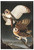 Barn Owl, Tyto Alba