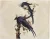 Magpie Jay