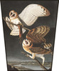 Barn Owl, Tyto Alba