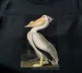 Koszulka z nadrukiem American White Pelican James Audubon