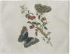 Great Blue Butterflies and Red Fruits
