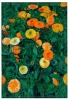 Magnes Marigolds Koloman Moser