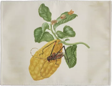 Podkładka na stół Cytryna z gąsienicą małpy i chrząszczem harlekin Maria Sibylla Merian