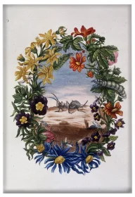 Magnes Fourmi Maria Sibylla Merian