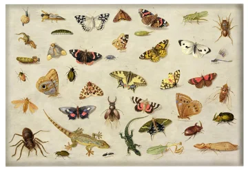 Magnes Studium owadów Jan van Kessel (starszy)