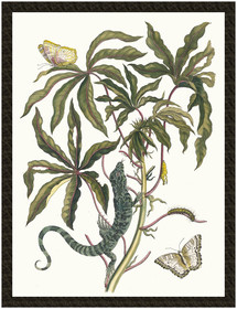 Naszywka Cassave Maria Sibylla Merian