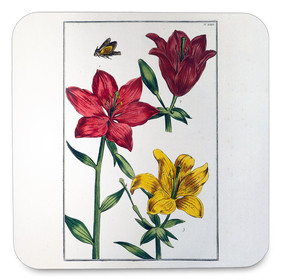 Podkładka pod kubek Lilia czerwona Maria Sibylla Merian