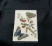 Koszulka z nadrukiem Great Blue Butterflies and Red Fruits Maria Sibylla Merian
