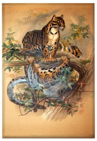 Magnes The Clouded Tiger Joseph Wolf