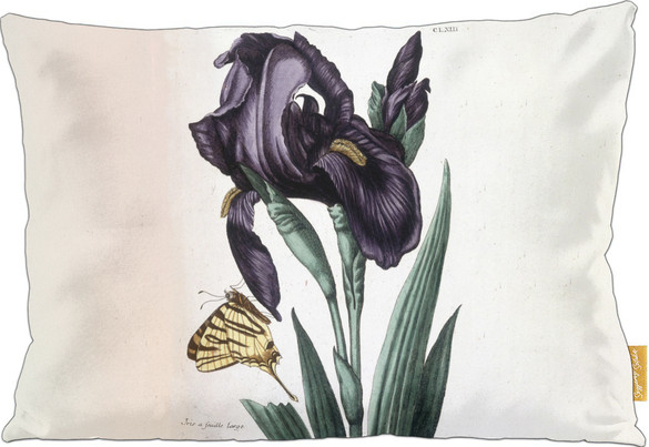 Poduszka Irys szerokolistny Maria Sibylla Merian