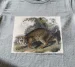 Koszulka z nadrukiem Common American Wildcat James Audubon