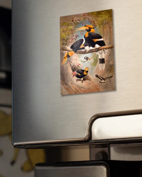 Magnes Concave casque Hornbill Joseph Wolf