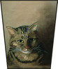 Studium głowy kota tabby