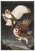 Magnes Barn Owl, Tyto Alba James Audubon