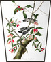 Ekran Downy Woodpecker  James Audubon