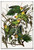 Carolina Parakeet