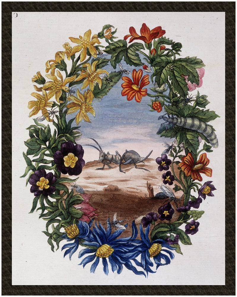 Naszywka Fourmi Maria Sibylla Merian