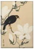 Magnes Wzgórze Myna na gałęzi magnolii Ohara Koson
