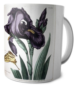 Kubek Irys szerokolistny Maria Sibylla Merian