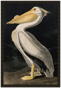 Naszywka American White Pelican James Audubon