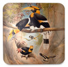 Concave casque Hornbill