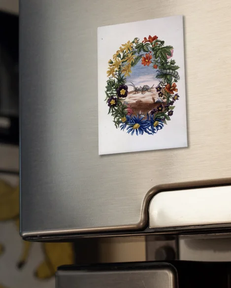 Magnes Fourmi Maria Sibylla Merian