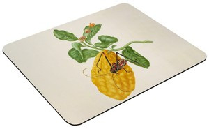 Podkładka Cytryna z gąsienicą małpy i chrząszczem harlekin Maria Sibylla Merian 60x40cm