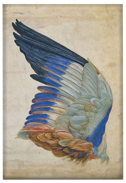 Magnes Skrzydło niebieskiego walca, Kopia oryginału Albrechta Durera Hans Hoffmann