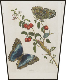 Ekran Great Blue Butterflies and Red Fruits Maria Sibylla Merian