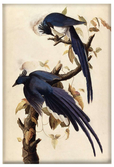 Magnes Magpie Jay James Audubon