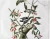 Downy Woodpecker