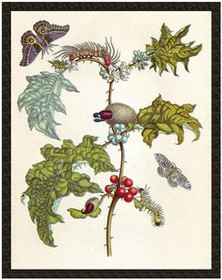 Naszywka Metamorfoza owadów Surinamensium Maria Sibylla Merian