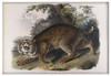 Common American Wildcat