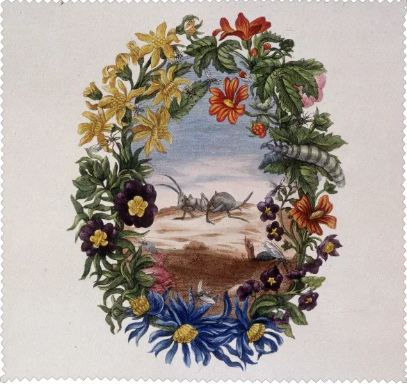 Ściereczka do okularów Fourmi Maria Sibylla Merian