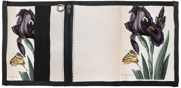 Portfel Irys szerokolistny Maria Sibylla Merian