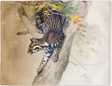 Podkładka na stół Ocelot Joseph Wolf