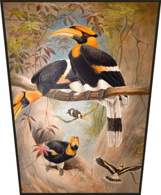 Ekran Concave casque Hornbill Joseph Wolf